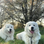 Hack up bespoke team