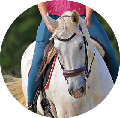 For Your Horse