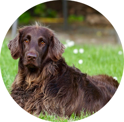 For your Hound